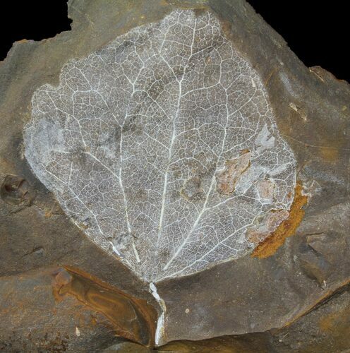 Detailed Paleocene Fossil Leaf (Cocculus) - North Dakota #95515